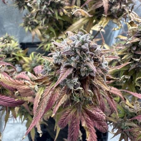 Skywalker x Toof Decay Auto