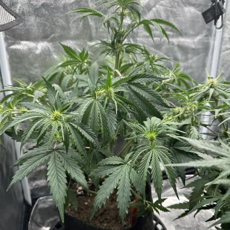 Skywalker x Toof Decay Auto