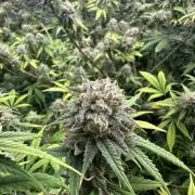 BananaCane- Fall Photos