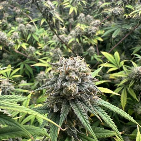 BananaCane- Fall Photos