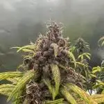 Devil Cream- Summer Autos 2025