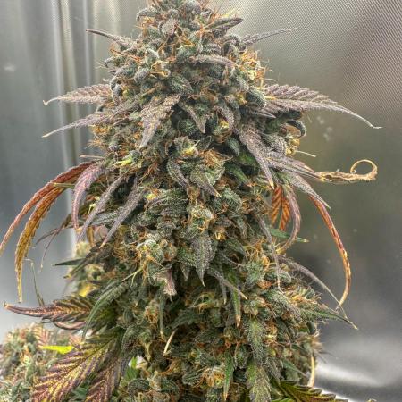 Banana Purple Punch-Summer Autos 2025