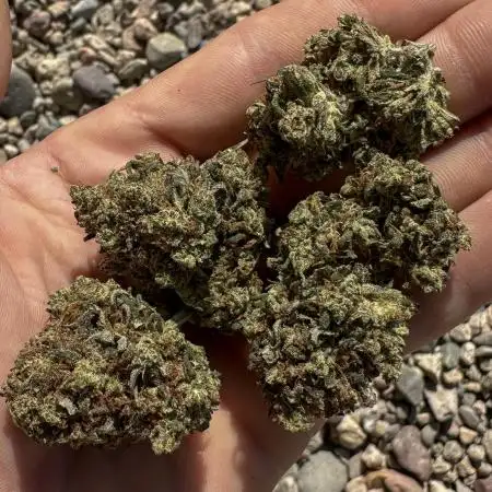 Banana Purple Punch-Summer Autos 2025