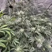 Spring 2026 Grow