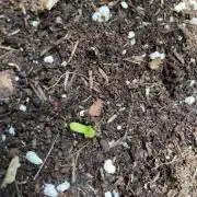 Fast Buds Northern Lights