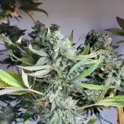 Lemon Orange. New favourite!