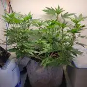 Bonsai Original Glue 4 S1