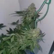 Bonsai Original Glue 4 S1