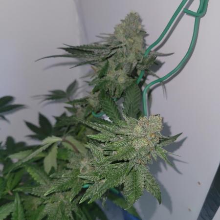 Bonsai Original Glue 4 S1