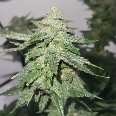 Bonsai Original Glue 4 S1