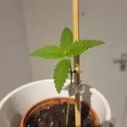 Lemon Orange. New favourite!