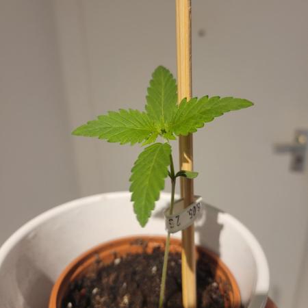 Lemon Orange. New favourite!