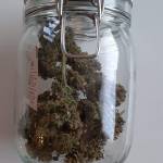 Fast Buds - Califiornian Snow - 2nd try