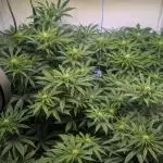 Blue Gem und White Gushers #33