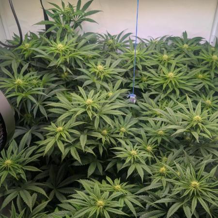 Blue Gem und White Gushers #33