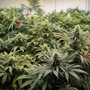 Blue Gem und White Gushers #33