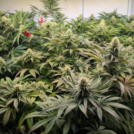 Blue Gem und White Gushers #33