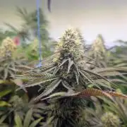 Blue Gem und White Gushers #33