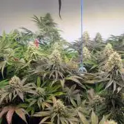 Blue Gem und White Gushers #33