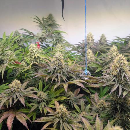 Blue Gem und White Gushers #33