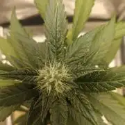 Purple Lemonade RF3