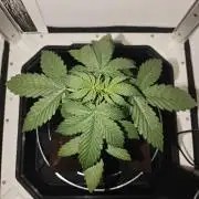 White Widow F1