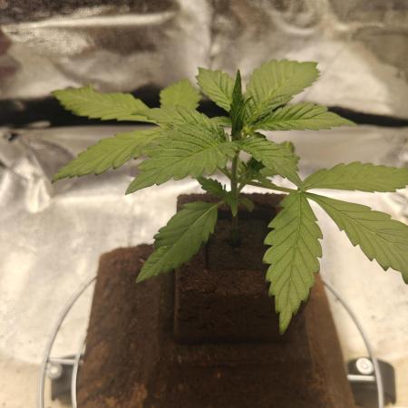 Purple Lemonade RF3