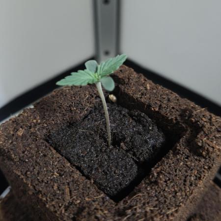 White Widow F1