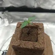 Purple Lemonade RF3