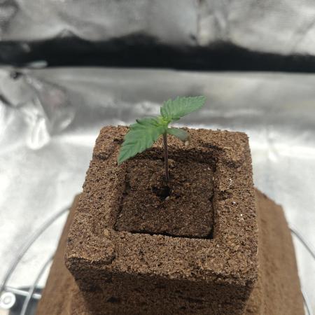 Purple Lemonade RF3