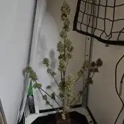 White Widow F1