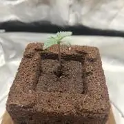 Purple Lemonade RF3