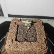 White Widow F1