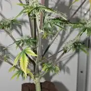 White Widow F1