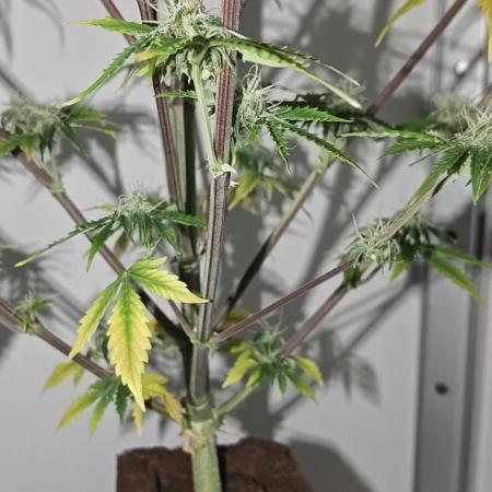 White Widow F1
