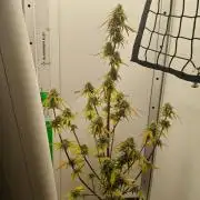 White Widow F1