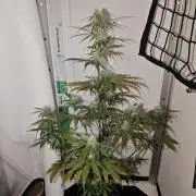 White Widow F1