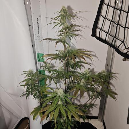 White Widow F1