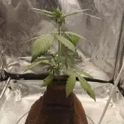 Purple Lemonade RF3