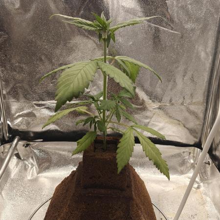 Purple Lemonade RF3
