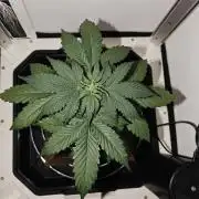 White Widow F1