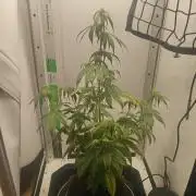 White Widow F1