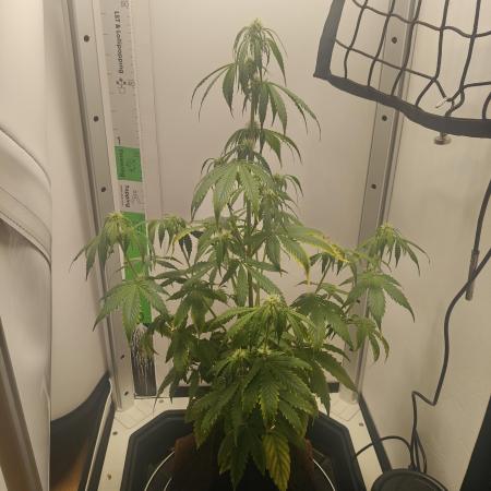 White Widow F1