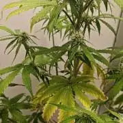 White Widow F1