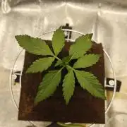 Purple Lemonade RF3