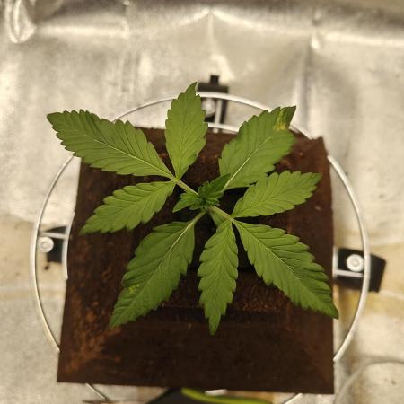 Purple Lemonade RF3