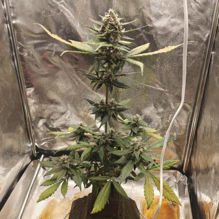 Purple Lemonade RF3