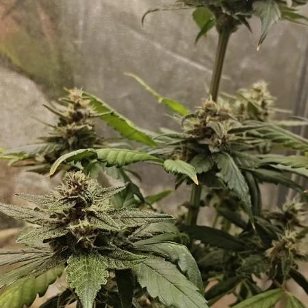 Purple Lemonade RF3