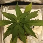 Purple Lemonade RF3