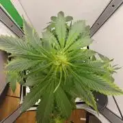 White Widow F1